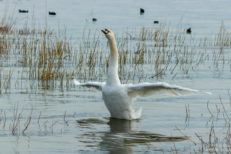 an image of swan in the middle of water