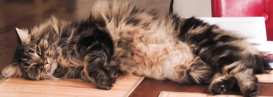 a cat is laying on the top of a table