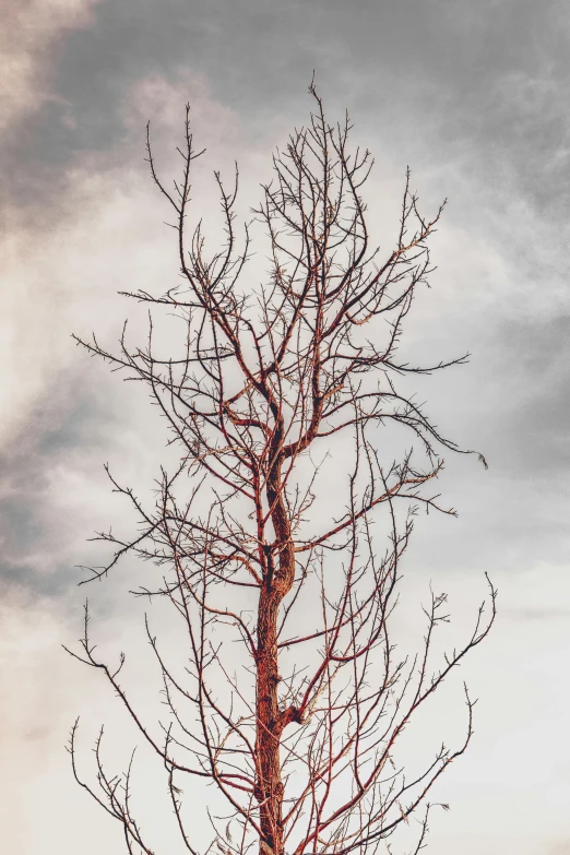 a tree that is standing alone on the dirt