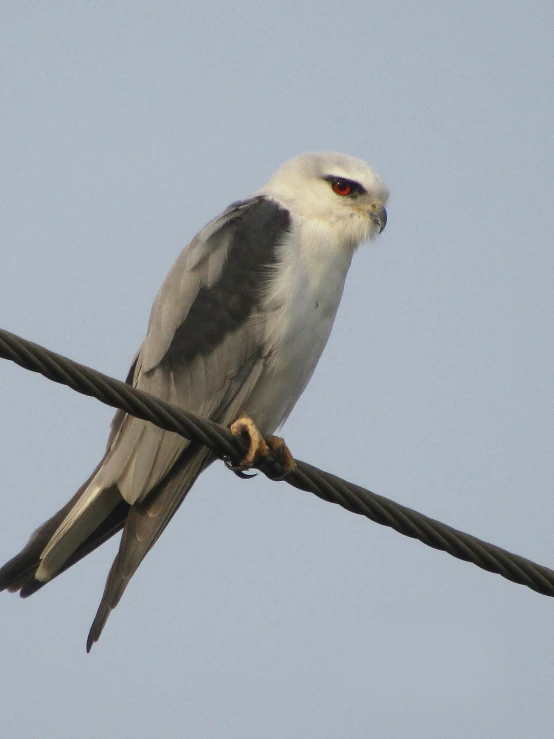 a bird that is sitting on a wire