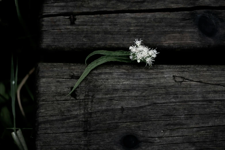 a piece of wood with a small white flower growing out of it