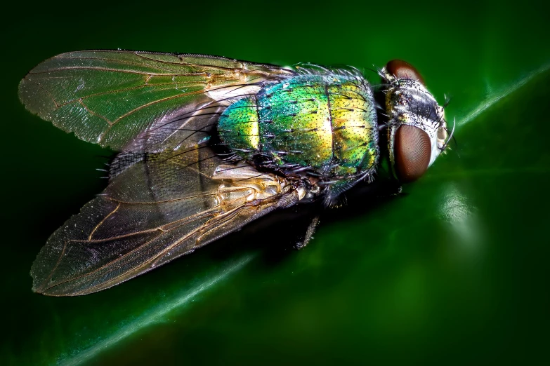 a flies in the middle of a leaf with green tips