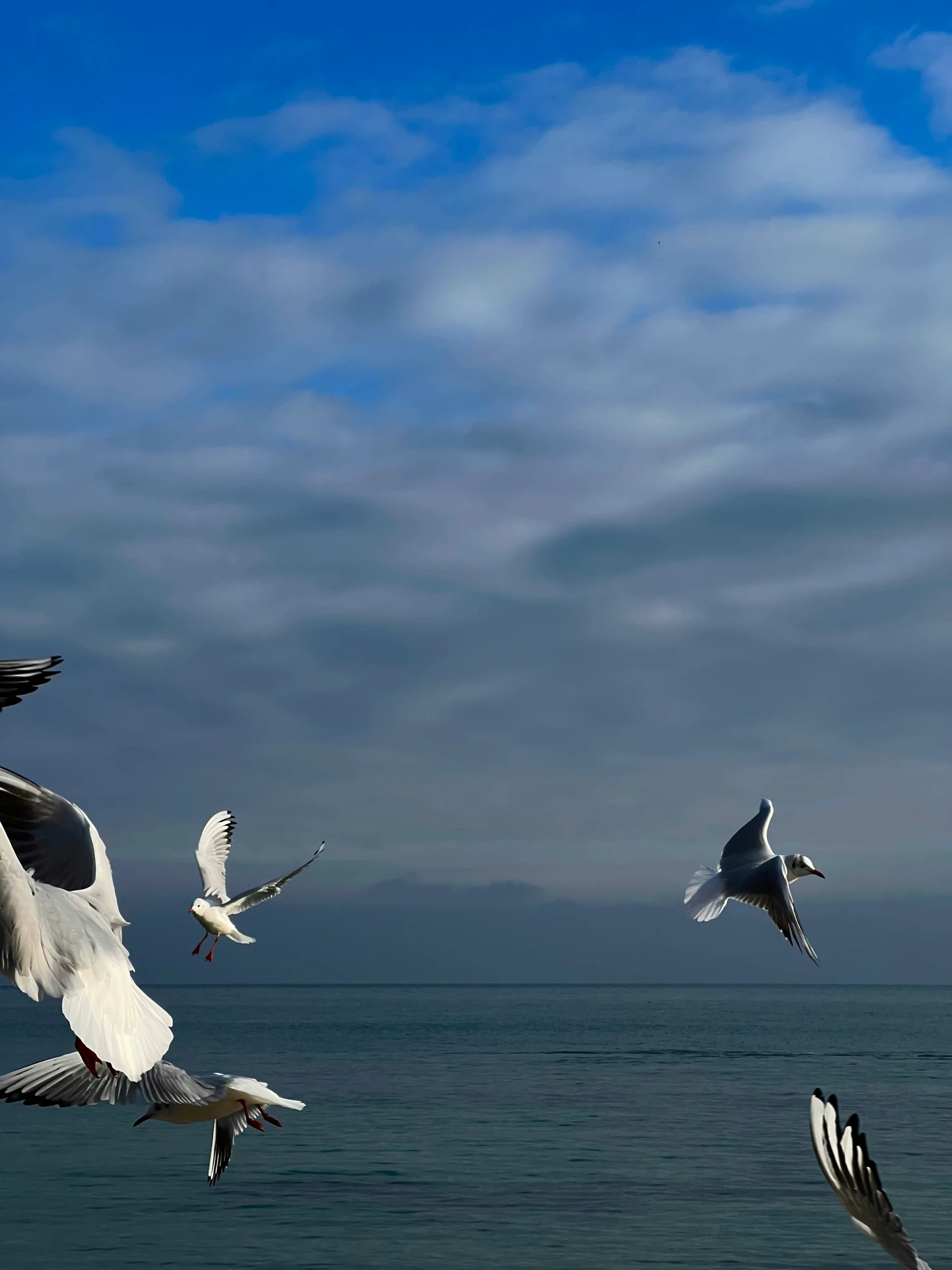 four birds that are flying in the sky