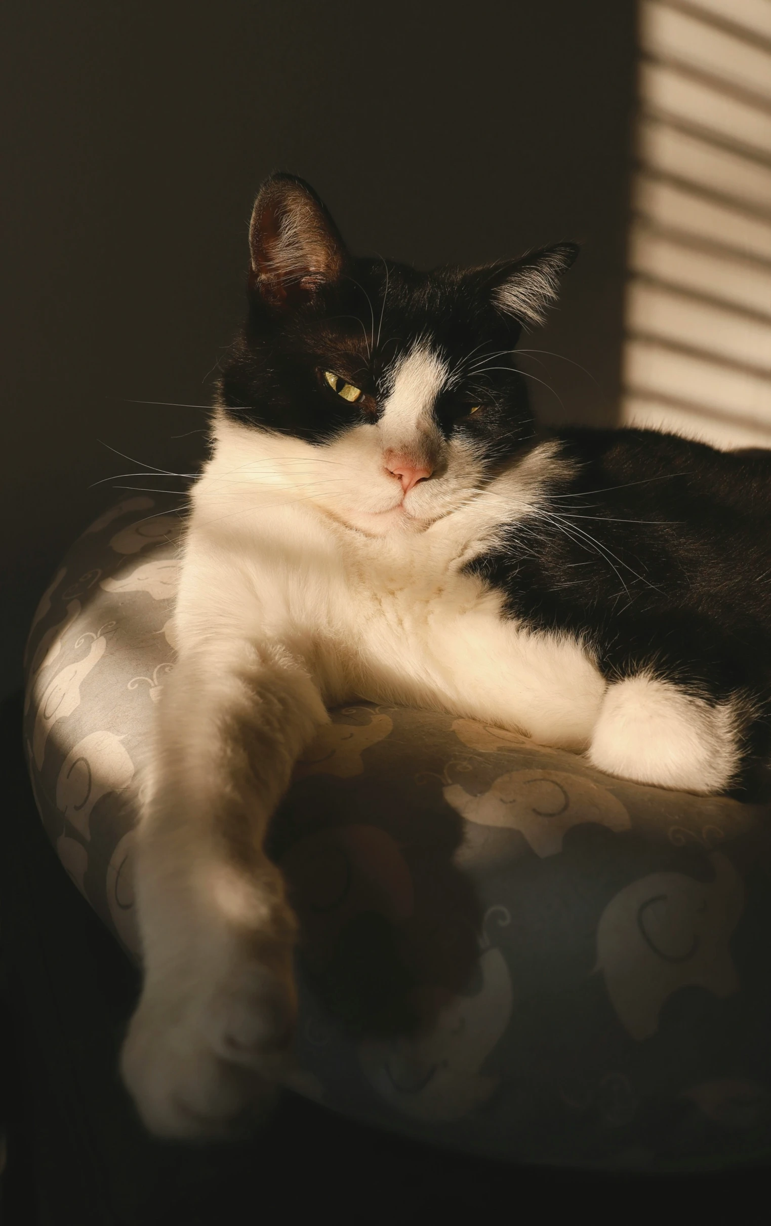 a cat sits in the sunshine on a round chair