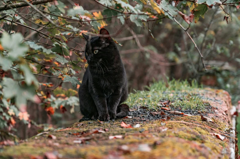 a black cat sitting on top of a tree stump