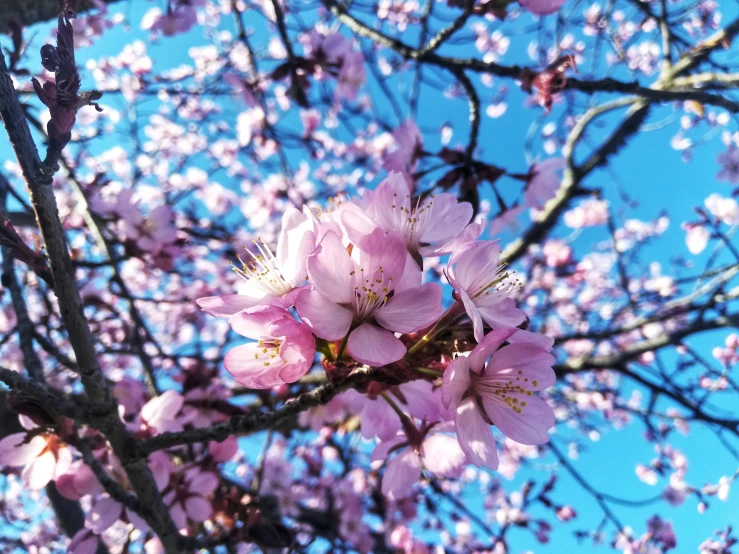 a tree is blooming and there are pink flowers