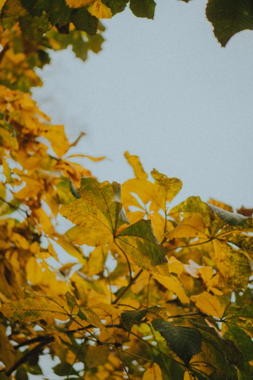 a yellow tree with some leaves on it