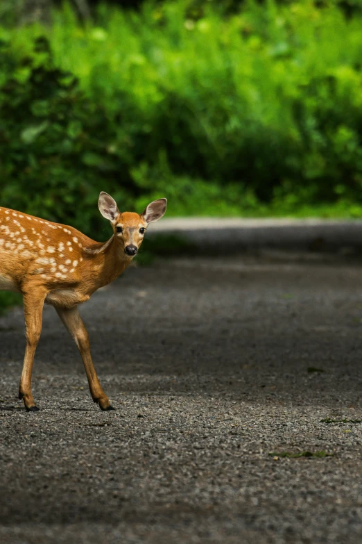 a young deer is standing in the middle of a road