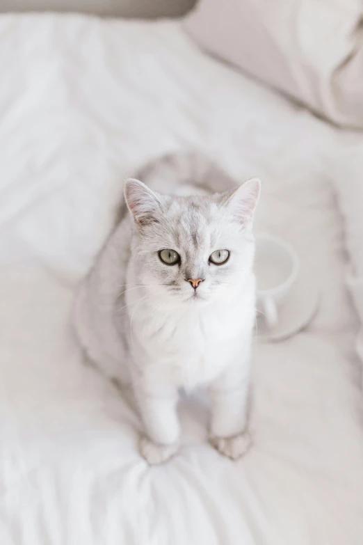 a gray and white cat sitting on a bed