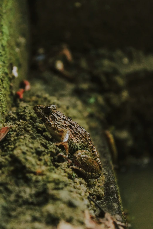 a close - up view of a frog on the bark of a tree