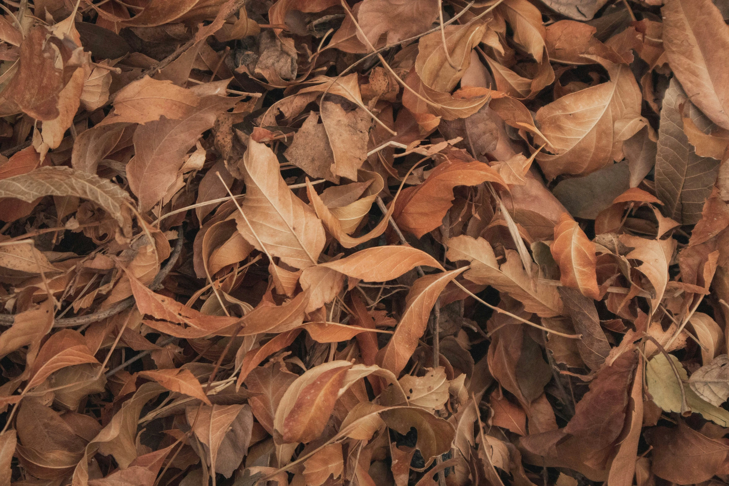 a pile of dead leaves is seen from the air