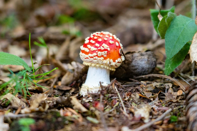 a red and white mushroom sits on the forest floor