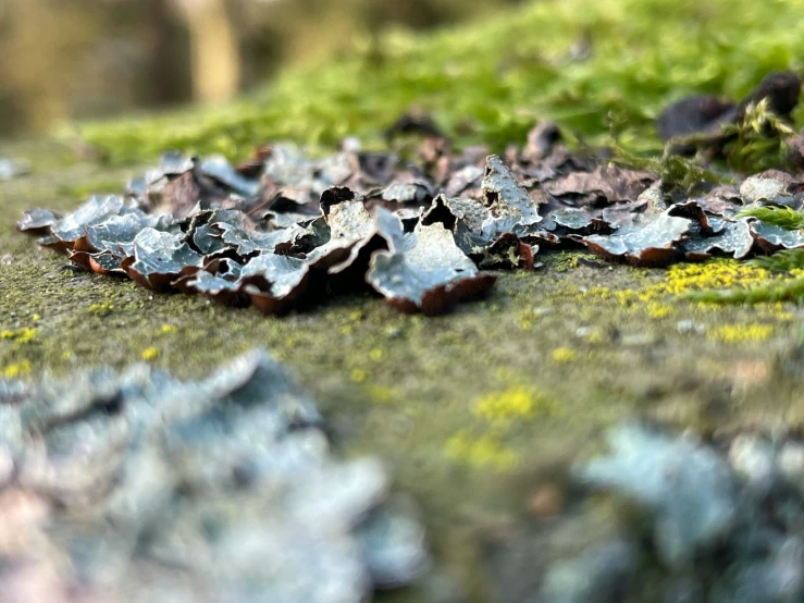 a close - up po of fallen leaves and moss