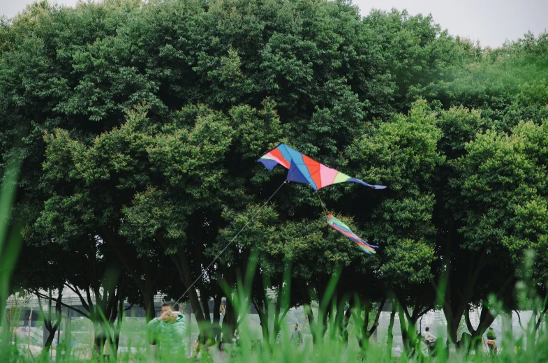 a person that is flying a kite near a bunch of trees