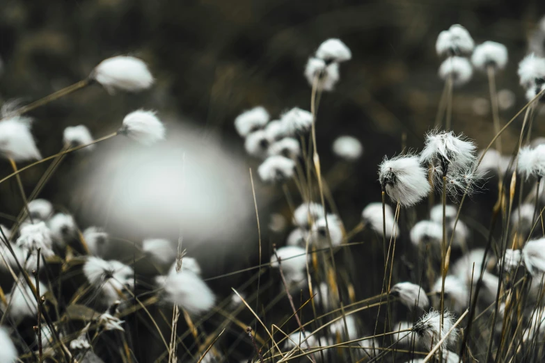 fluffy flowers with sun in the background