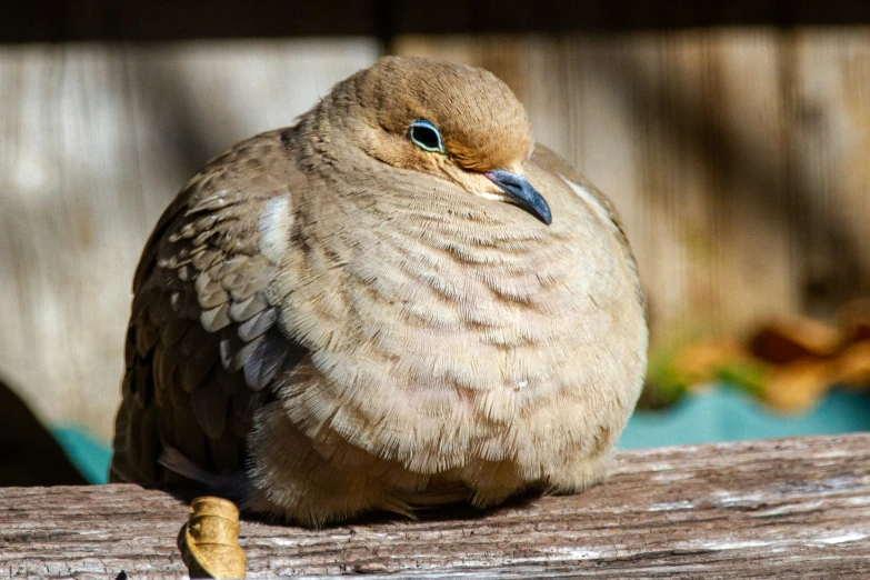 the bird is sitting on a log with eyes open