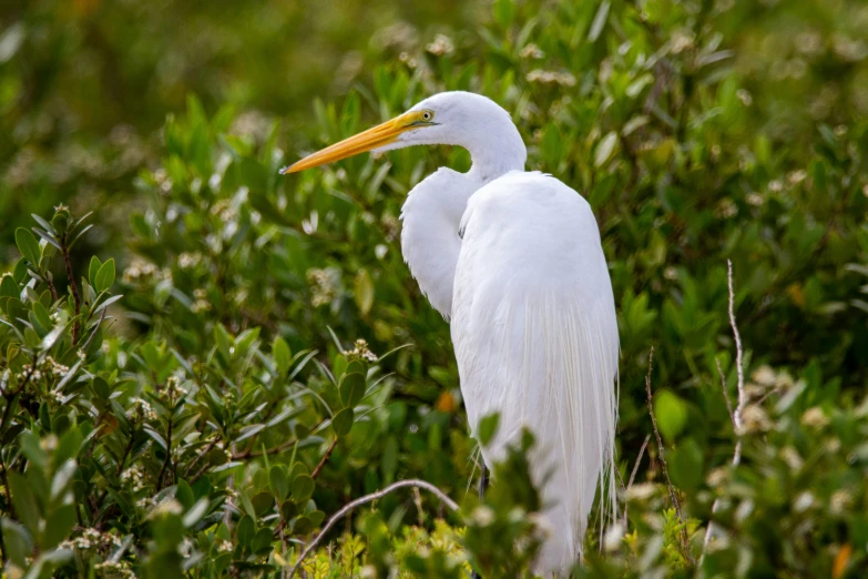 the bird is standing in the green bushes