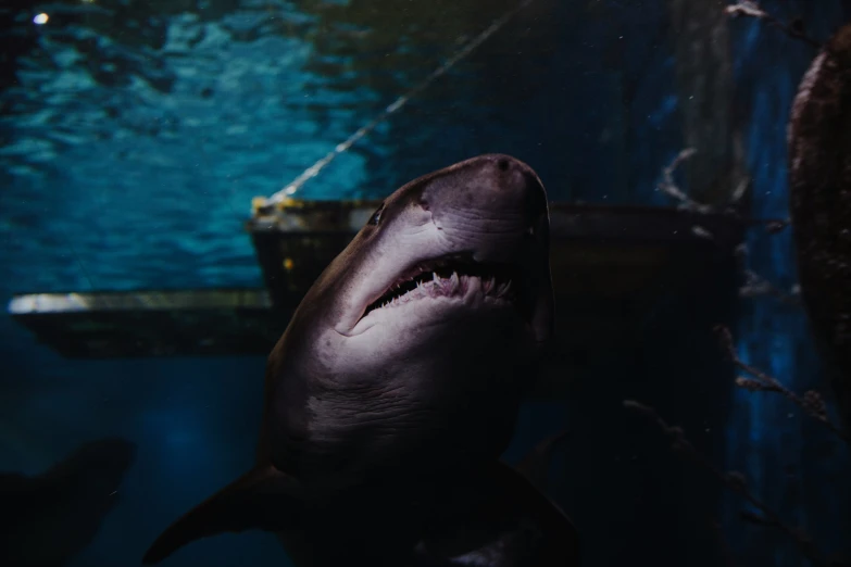 an open mouth shark in the aquarium
