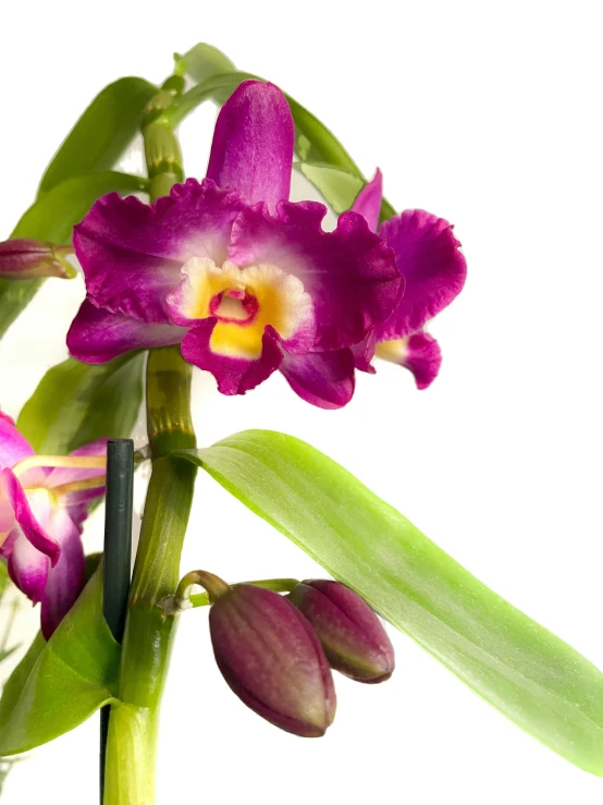 two purple flowers growing from a stem