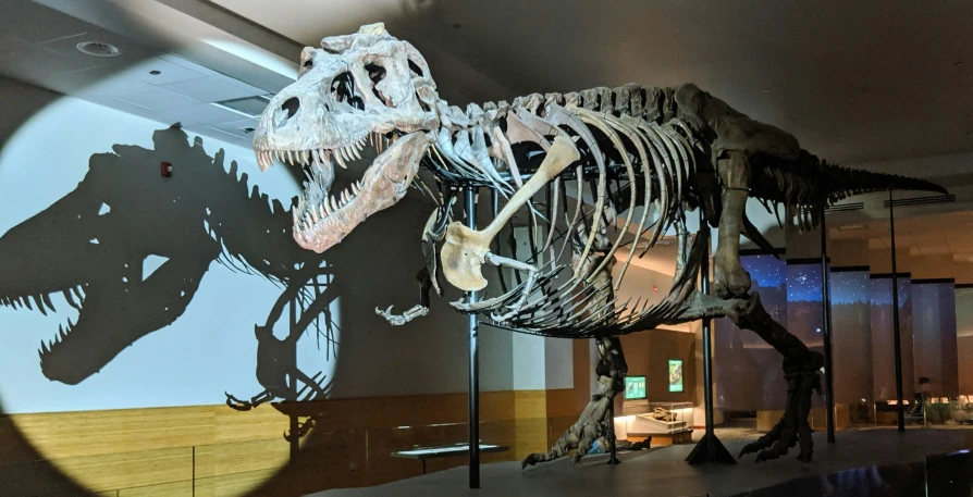 an image of a dinosaur skeleton in the museum