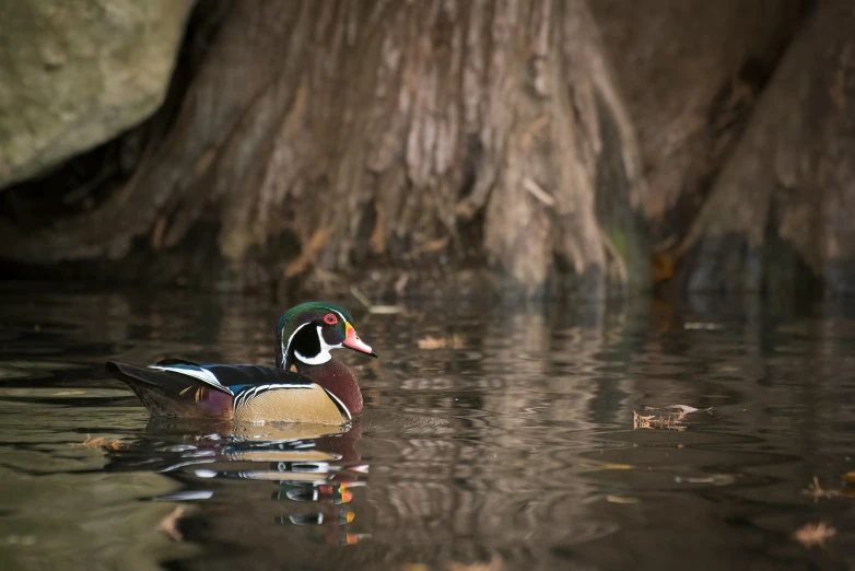 a wood duck floating next to a big tree