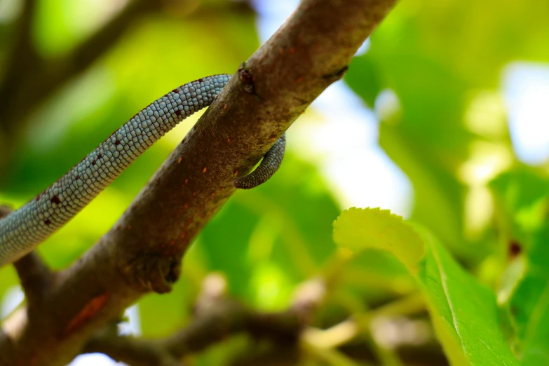 a brown and white snake in a tree nch