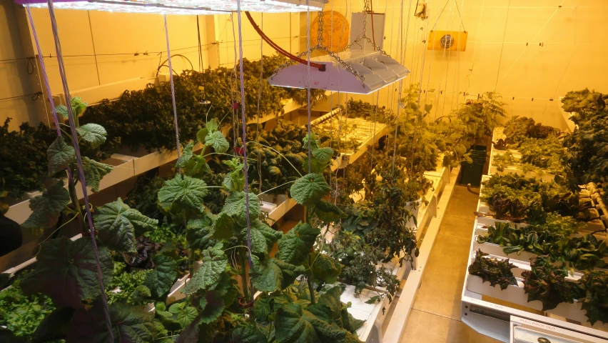 many plants and plants are shown in an industrial greenhouse