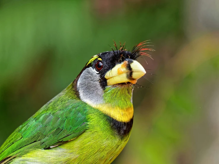 a close up of a bird with yellow, black and green feathers