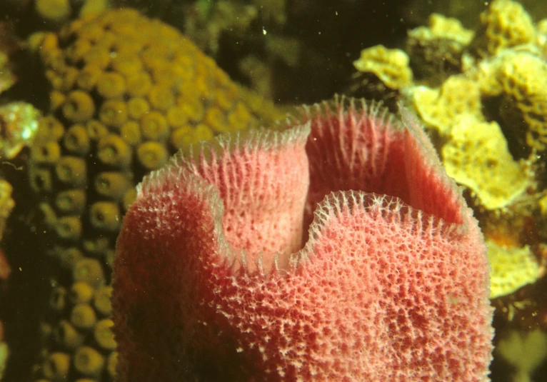 closeup of coral and sponges with shallow focus on the coral