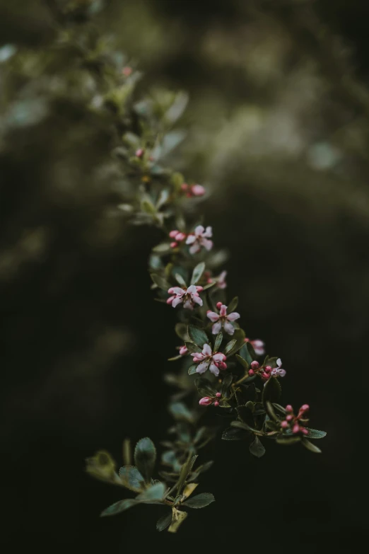 nch with little pink flowers against a blurred background