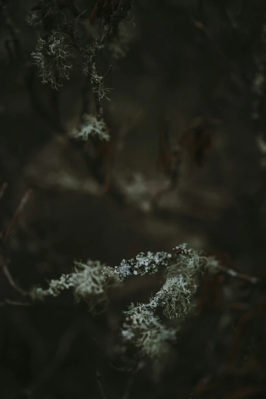 an image of trees from a dark sky