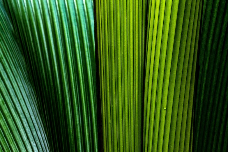 closeup po of multiple green leaves that have been split