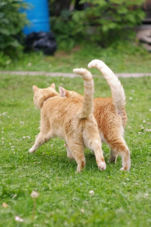 two cats are standing in the grass with their tails stretched
