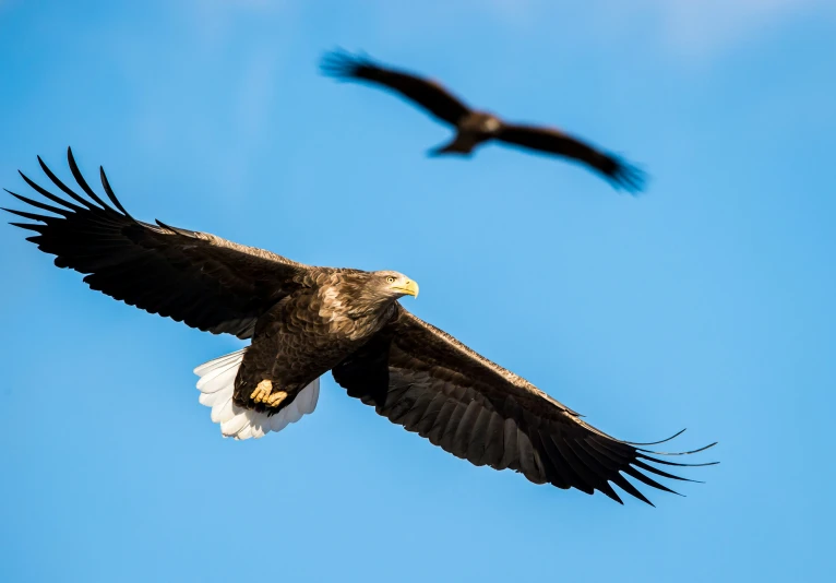 an eagle flies through the blue sky near another bird