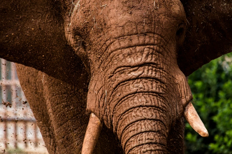 close up of the tusks and tusks of a brown elephant