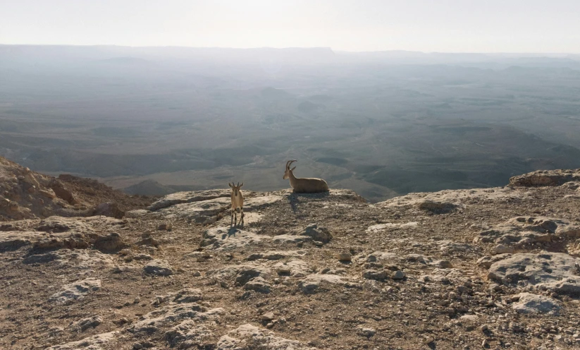 some animals that are standing on some rocks