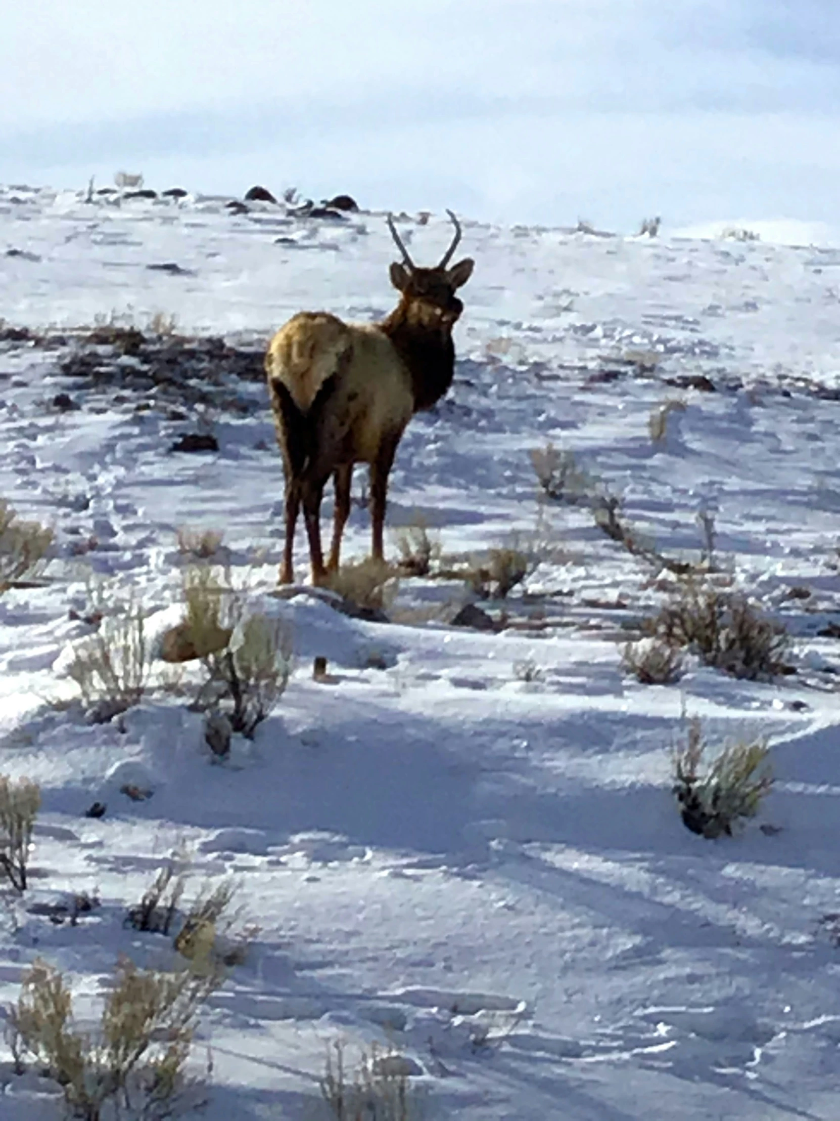 an animal is standing in the middle of a field