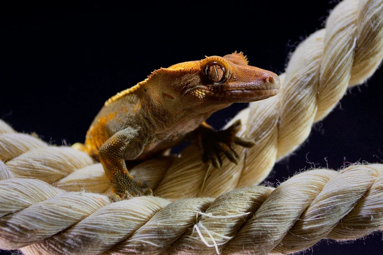 a lizard that is sitting on a rope