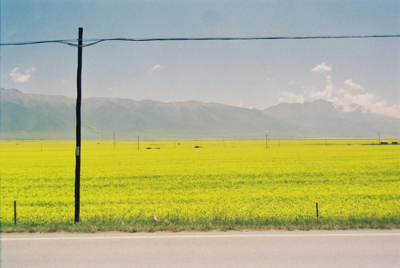 a po from behind a telephone line overlooking a big green field of flowers