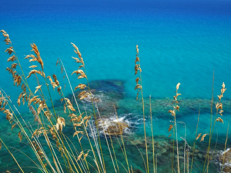 there is sea weed and a rock beach