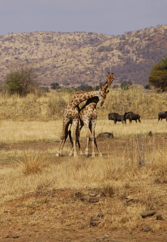 two giraffes standing in front of wild animals