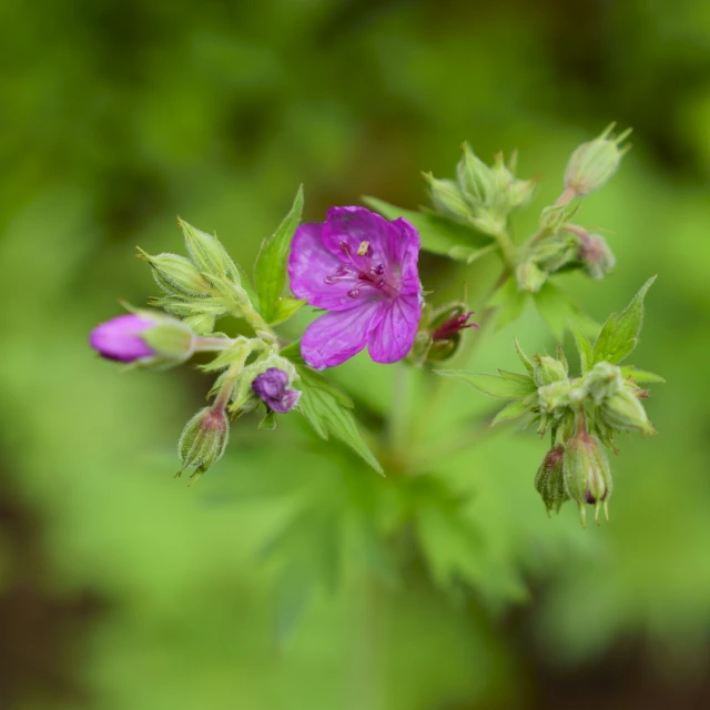 an unfurled flower is on a green bush