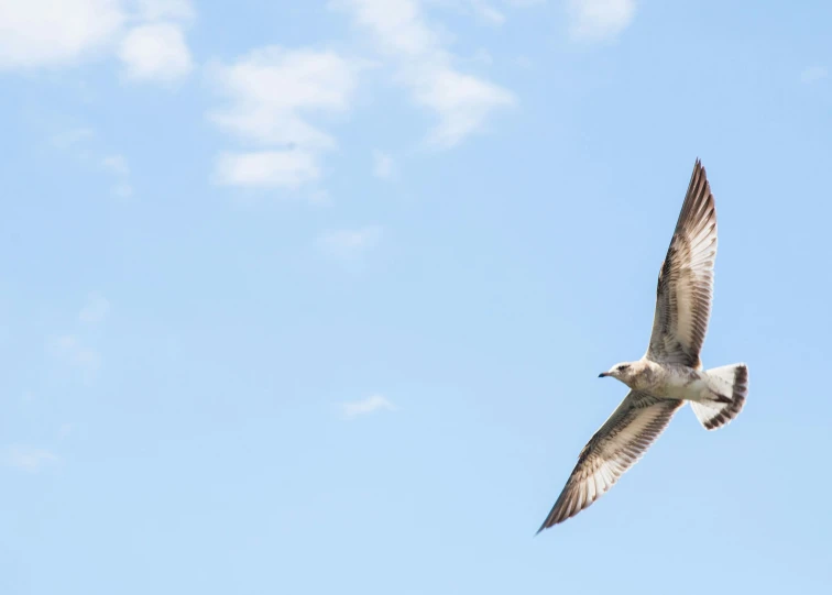 there is a white and gray bird that is flying in the air