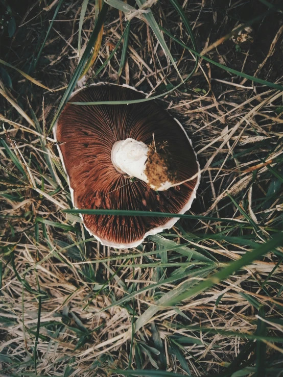 a small mushroom sitting in the middle of a grassy field