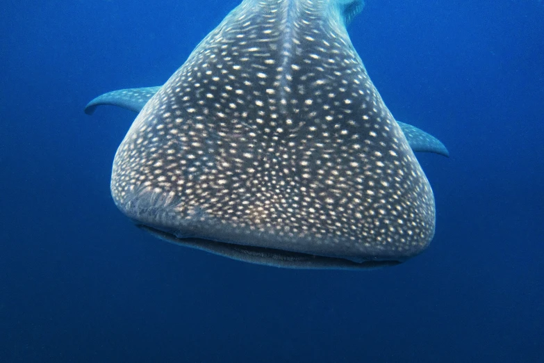 a very large animal that is floating under water