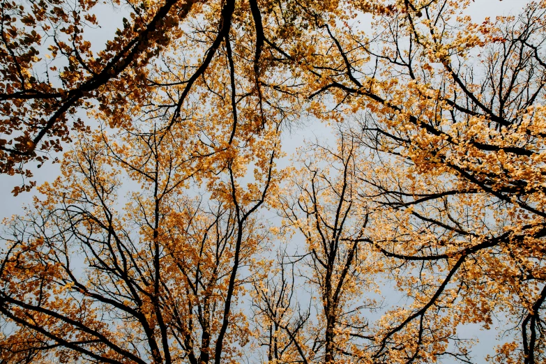 trees with yellow leaves against a blue sky
