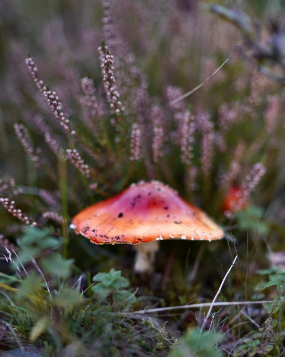 a mushroom in some grass with little flowers