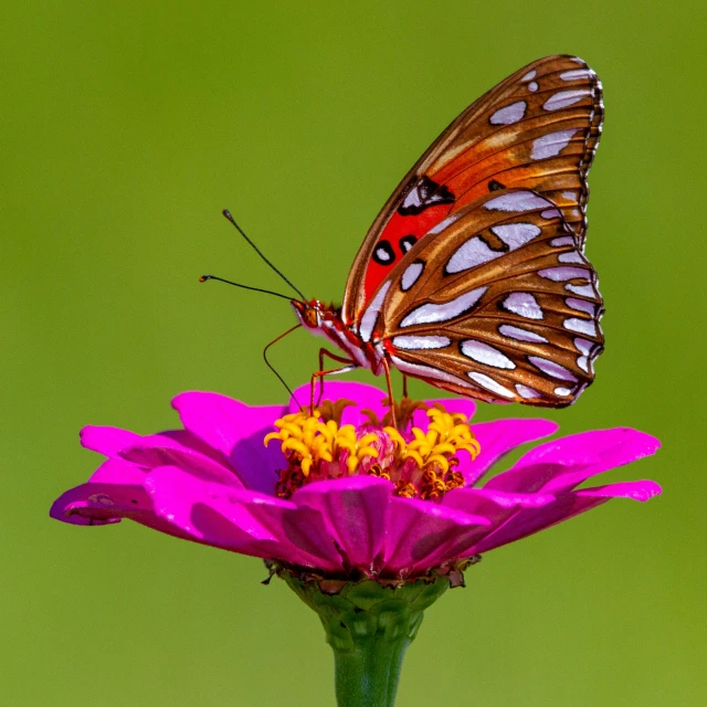 a erfly is perched on a flower in the middle of it