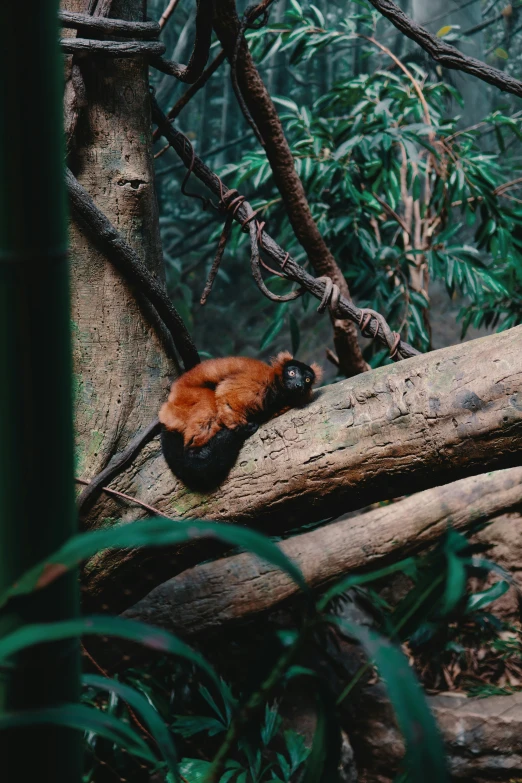 a red panda resting on a log in the forest