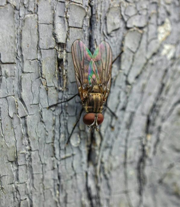 two colorful moths are sitting on the side of a tree